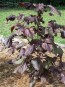 Purple-Red Shiso