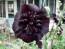 Hollyhock ‘Black Prince’ 