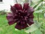 Hollyhock ‘Black Prince’ 