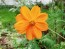 Orange Cosmos