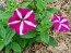 Petunia, Purple and White Striped Seeds (Certified Organic)