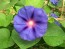 Morning Glory ‘Purple Mix’