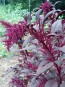 Amaranth 'Hopi Red Dye' 