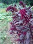 Amaranth 'Hopi Red Dye' 