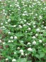 Globe Amaranth 'Las Vegas White'