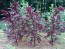 Amaranth 'Hopi Red Dye' 