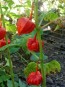 Red Chinese Lanterns