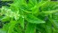 Basil 'Lettuce Leaf' Seeds (Certified Organic)