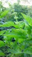 Basil 'Lettuce Leaf' Seeds (Certified Organic)
