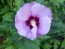 Purple Rose of Sharon