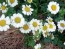 Feverfew