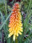 Red Hot Poker 'Flamenco' 