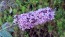 Purple Butterfly Bush AKA Summer Lilac 