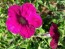 Petunia ‘Pink, Purple and Magenta Trailing Mix’