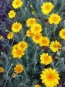 Brittlebush