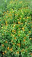 Calendula 'Orange and Yellow Mix' 