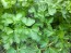 Parsley 'Dark Green Italian Plain'