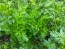 Parsley 'Dark Green Italian Plain'