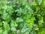 Parsley 'Dark Green Italian Plain'