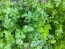 Herb Parsley 'Dark Green Italian' Plants (4PK)