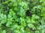 Parsley 'Dark Green Italian Plain'