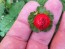 Indian Strawberry AKA Mock Strawberry Seeds (Certified Organic)