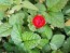 Indian Strawberry AKA Mock Strawberry Seeds (Certified Organic)