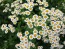 Feverfew