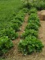 Alpine Strawberry 'White Soul' 