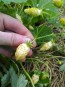 Alpine Strawberry 'White Soul' 