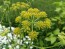 Herb 'Lovage' Plants (4PK)