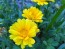 Calendula 'Orange and Yellow Mix' 