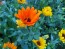 Calendula 'Orange and Yellow Mix' 