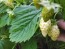 Alpine Strawberry 'White Soul' 