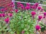 Bee Balm 'Raspberry Wine' Seeds (Certified Organic)