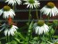 Coneflower 'White Swan'