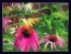 Purple Coneflower