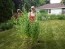 Herb 'Catnip' Plant (4" Pot)