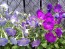 Petunia ‘Pink, Purple and Magenta Trailing Mix’