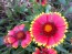 Blanket Flower