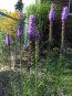 Purple Blazing Star AKA Liatris 