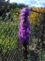 Purple Blazing Star AKA Liatris 