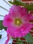 Hollyhock ‘Single Mix’ 