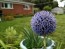 Globe Thistle