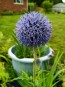 Globe Thistle