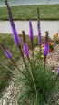 Purple Blazing Star AKA Liatris 