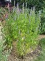 Lavender Hyssop 'Blue Licorice'