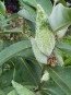 Common Milkweed