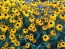 Black-Eyed Susan