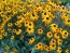 Black-Eyed Susan